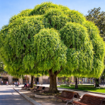 Sofora japonská (Sophora japonica) ´PENDULA´ - výška 130-150 cm, kont. C18L 
